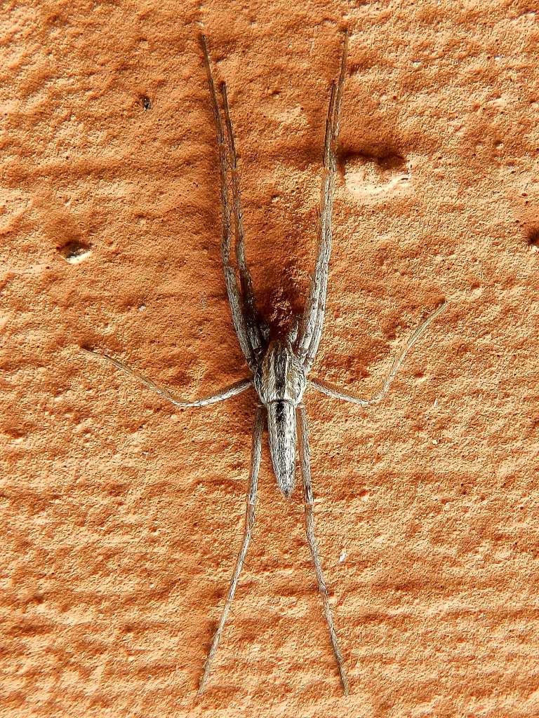 Philodromidae: Tibellus sp. - Venezia Lido